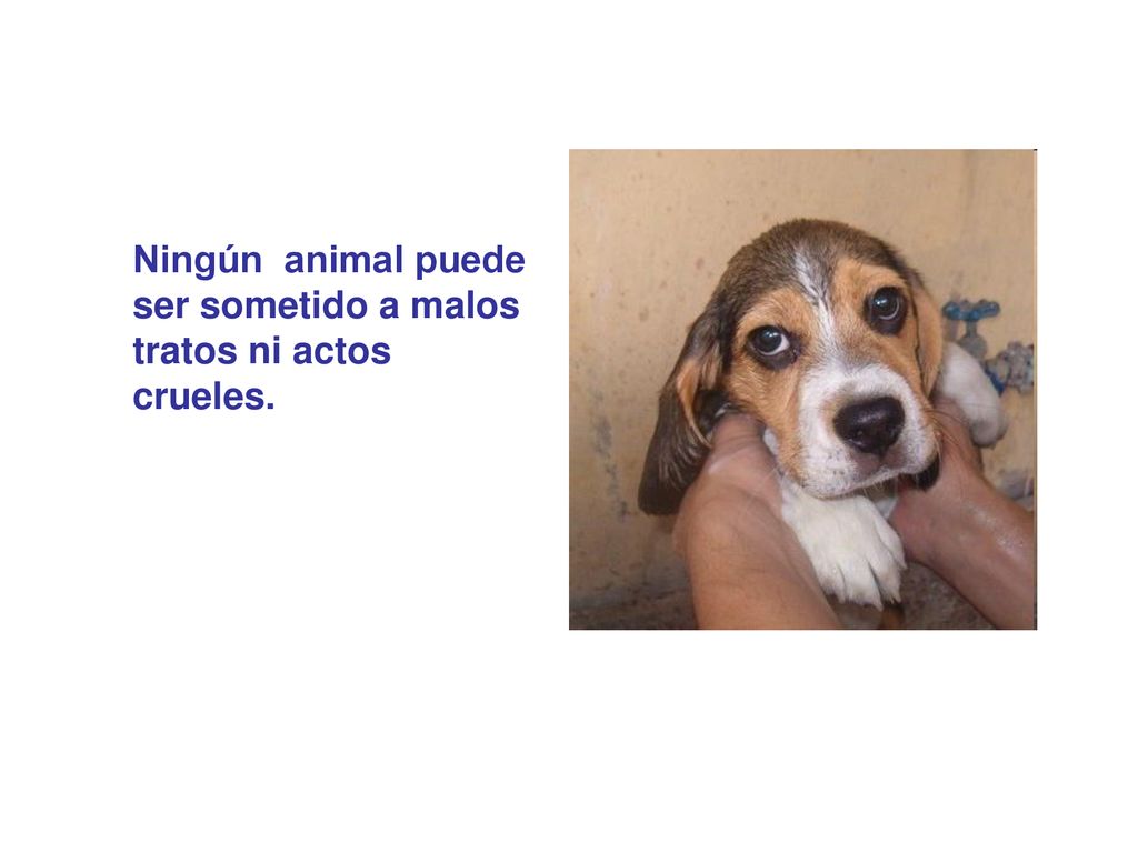 Ningún animal puede ser sometido a malos tratos ni actos crueles.