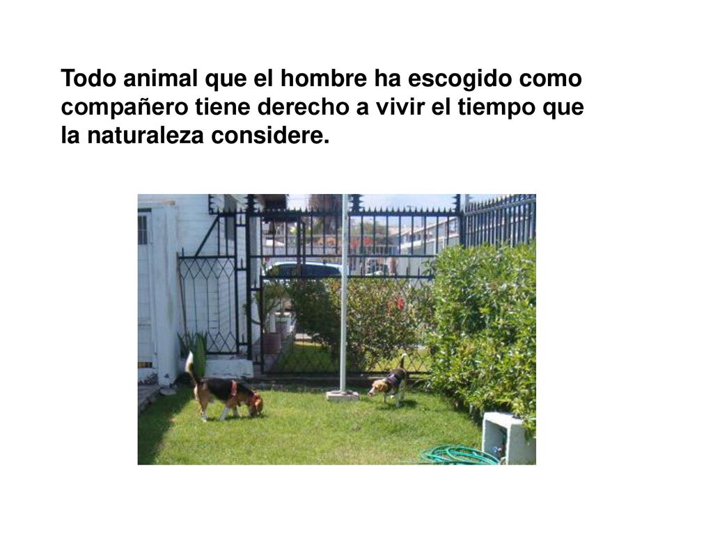 Todo animal que el hombre ha escogido como compañero tiene derecho a vivir el tiempo que la naturaleza considere.