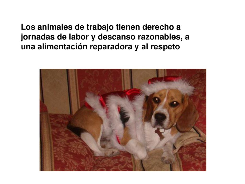Los animales de trabajo tienen derecho a jornadas de labor y descanso razonables, a una alimentación reparadora y al respeto