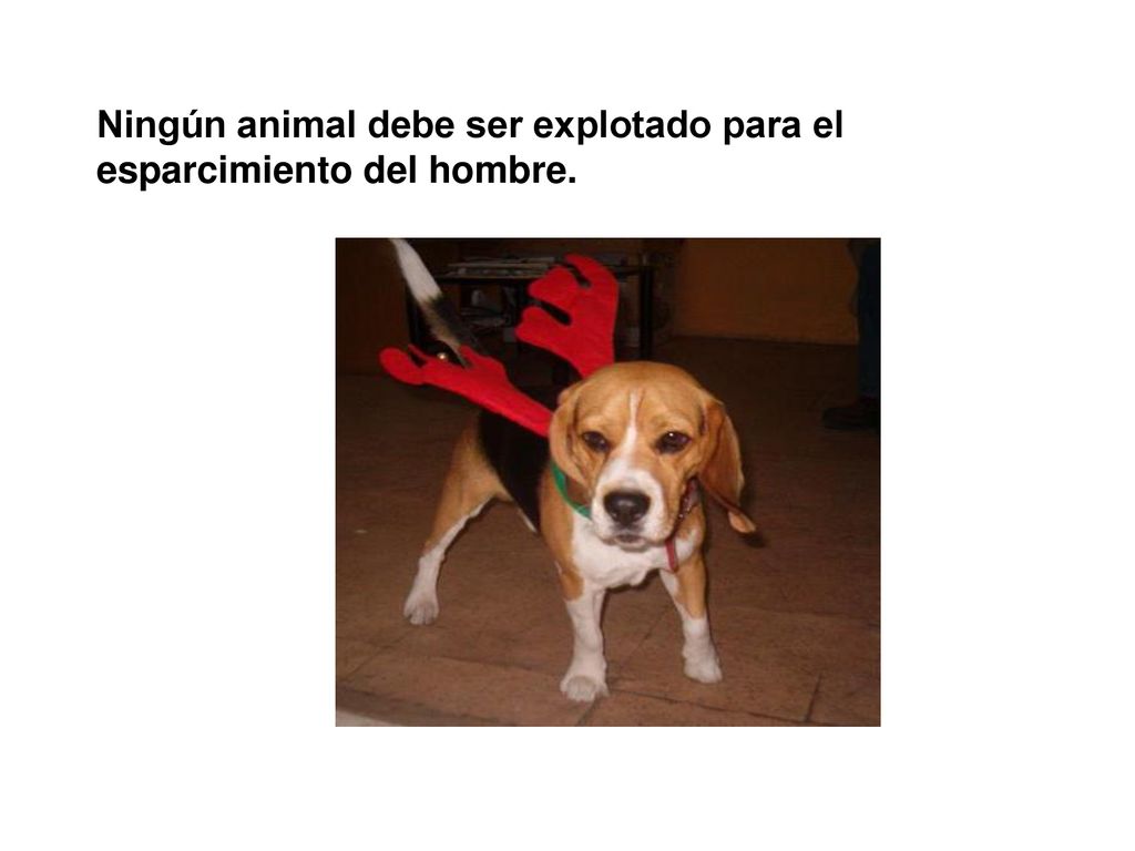 Ningún animal debe ser explotado para el esparcimiento del hombre.