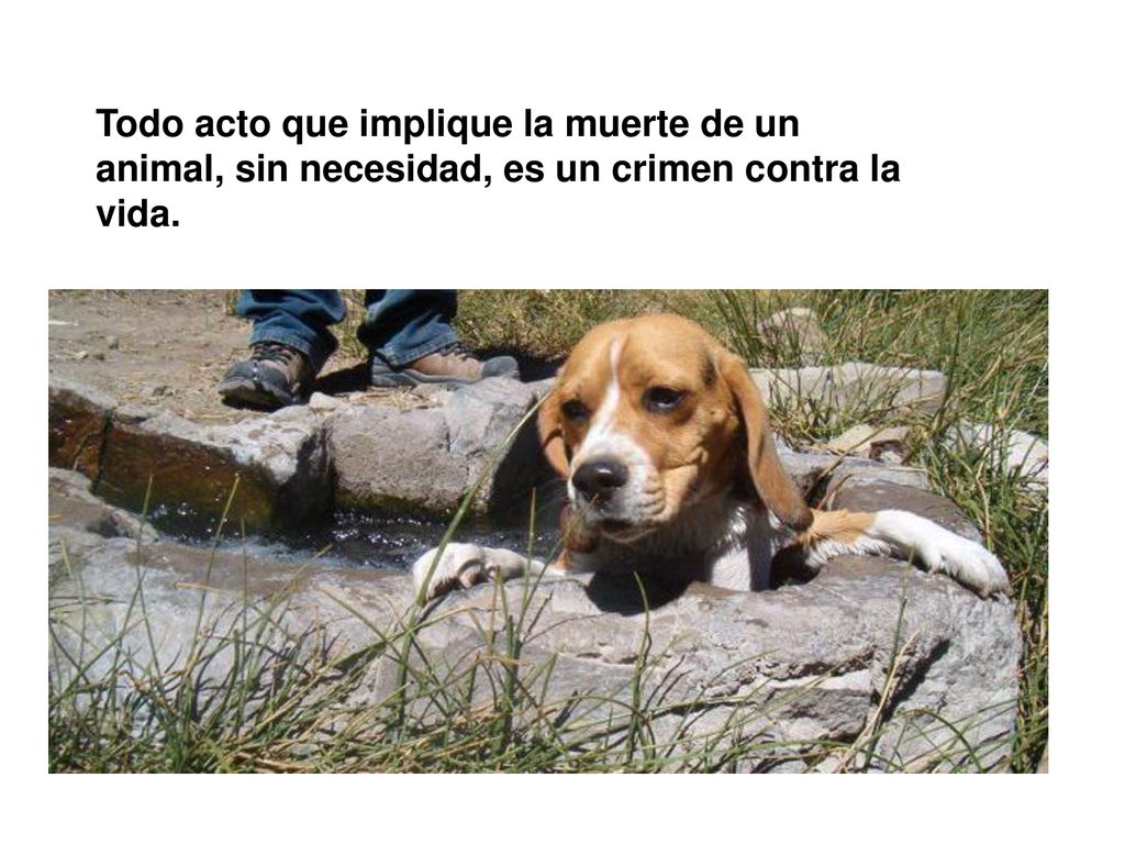 Todo acto que implique la muerte de un animal, sin necesidad, es un crimen contra la vida.