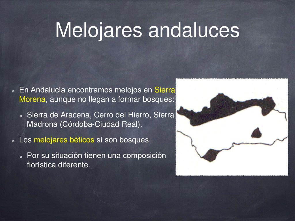Melojares andaluces En Andalucía encontramos melojos en Sierra Morena, aunque no llegan a formar bosques: