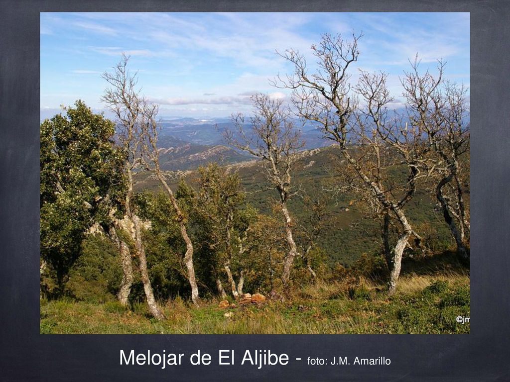 Melojar de El Aljibe - foto: J.M. Amarillo