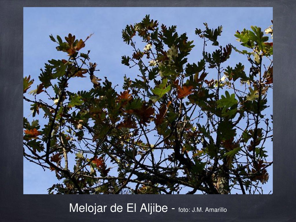Melojar de El Aljibe - foto: J.M. Amarillo