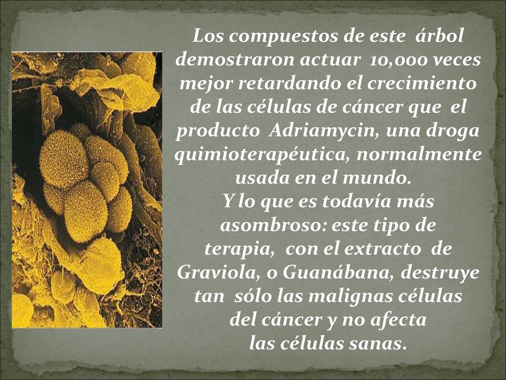Los compuestos de este árbol demostraron actuar 10,000 veces mejor retardando el crecimiento de las células de cáncer que el producto Adriamycin, una droga quimioterapéutica, normalmente usada en el mundo. Y lo que es todavía más asombroso: este tipo de terapia, con el extracto de Graviola, o Guanábana, destruye tan sólo las malignas células