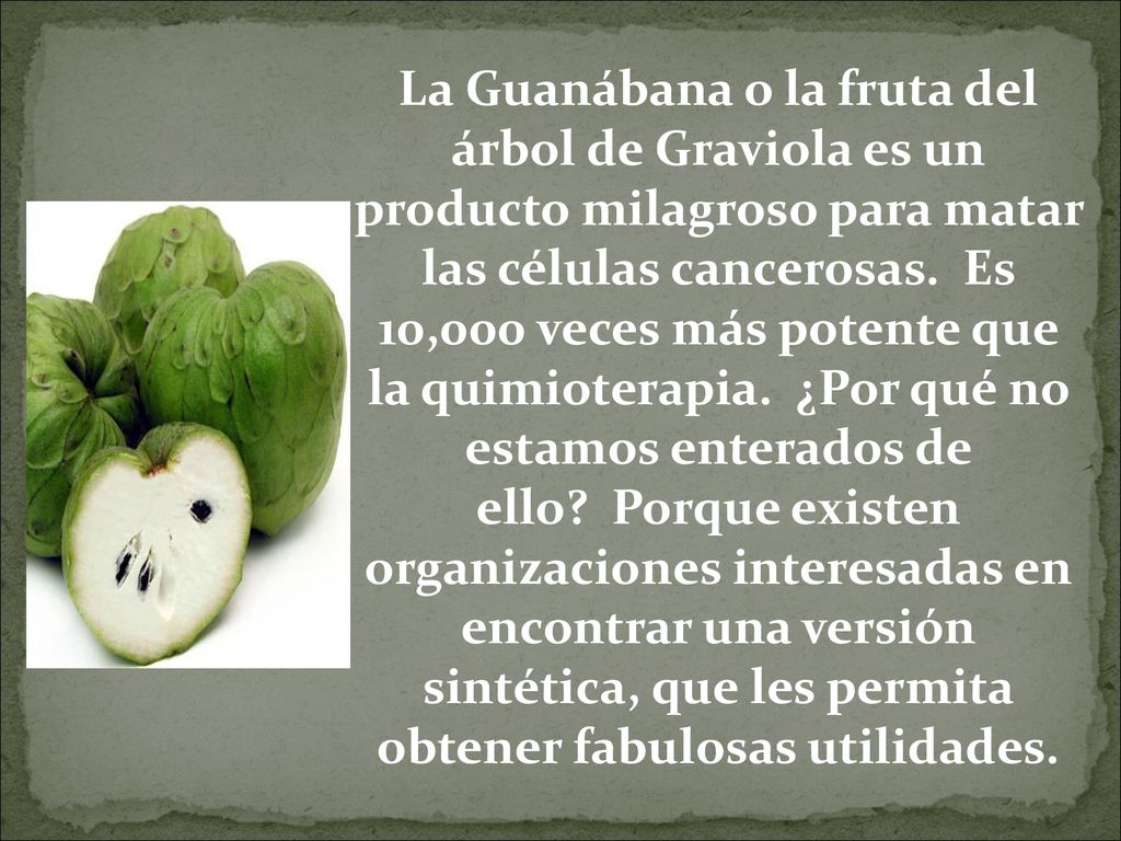 La Guanábana o la fruta del árbol de Graviola es un producto milagroso para matar las células cancerosas. Es 10,000 veces más potente que la quimioterapia. ¿Por qué no estamos enterados de ello Porque existen organizaciones interesadas en encontrar una versión sintética, que les permita obtener fabulosas utilidades.