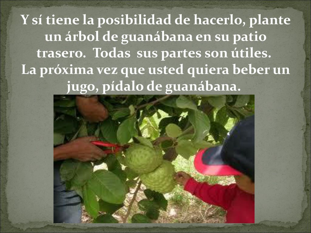Y sí tiene la posibilidad de hacerlo, plante un árbol de guanábana en su patio trasero. Todas sus partes son útiles. La próxima vez que usted quiera beber un jugo, pídalo de guanábana.