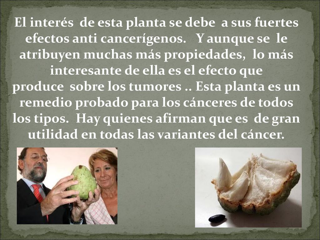 El interés de esta planta se debe a sus fuertes efectos anti cancerígenos.