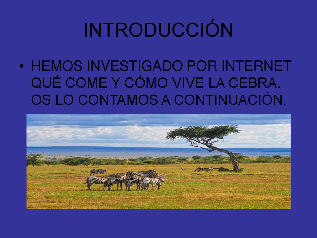 INTRODUCCIÓN HEMOS INVESTIGADO POR INTERNET QUÉ COME Y CÓMO VIVE LA CEBRA.