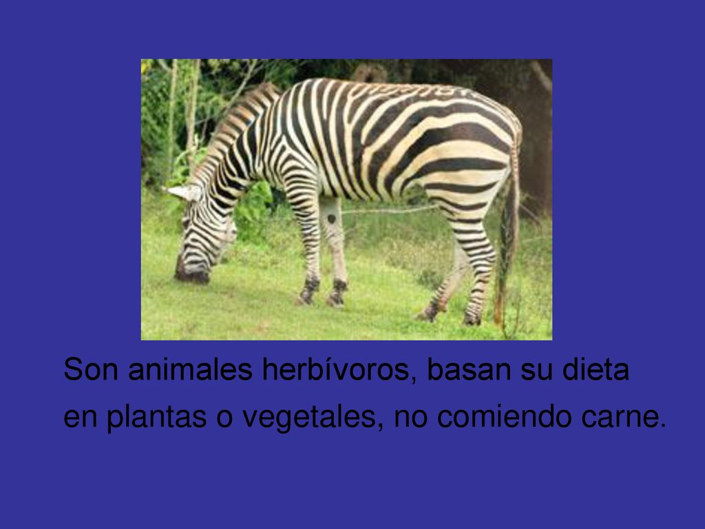 Son animales herbívoros, basan su dieta en plantas o vegetales, no comiendo carne.