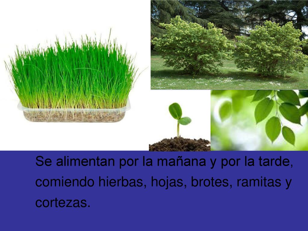 Se alimentan por la mañana y por la tarde, comiendo hierbas, hojas, brotes, ramitas y cortezas.
