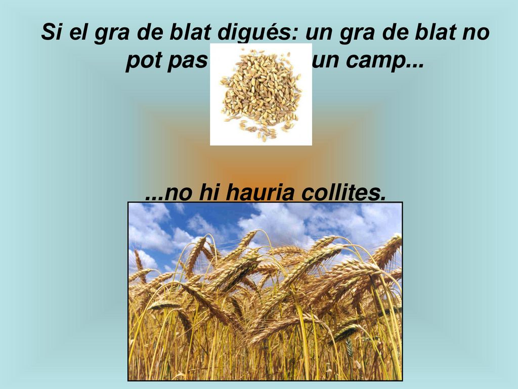 Si el gra de blat digués: un gra de blat no pot pas sembrar un camp...