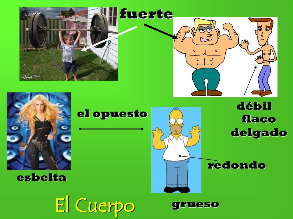 fuerte débil el opuesto flaco delgado redondo esbelta El Cuerpo grueso