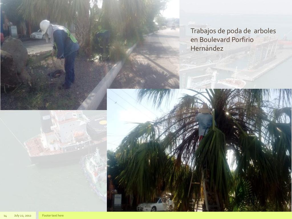 Trabajos de poda de arboles en Boulevard Porfirio Hernández