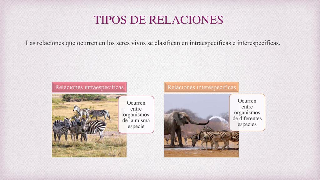 TIPOS DE RELACIONES Las relaciones que ocurren en los seres vivos se clasifican en intraespecíficas e interespecíficas.