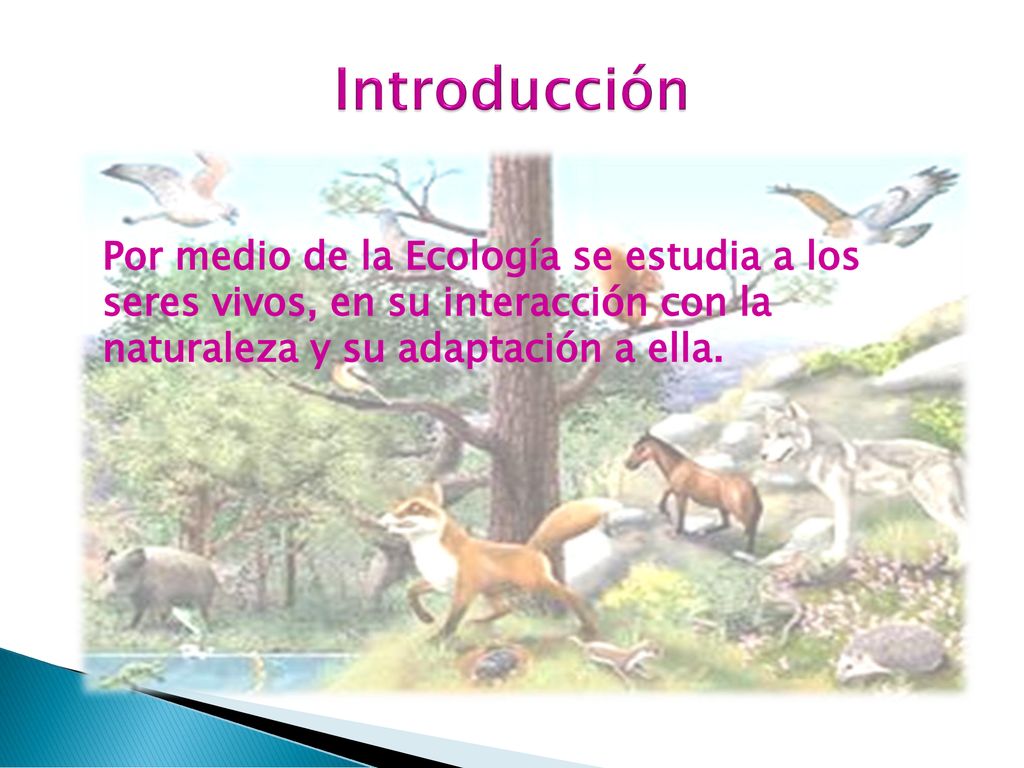 Introducción Por medio de la Ecología se estudia a los seres vivos, en su interacción con la naturaleza y su adaptación a ella.