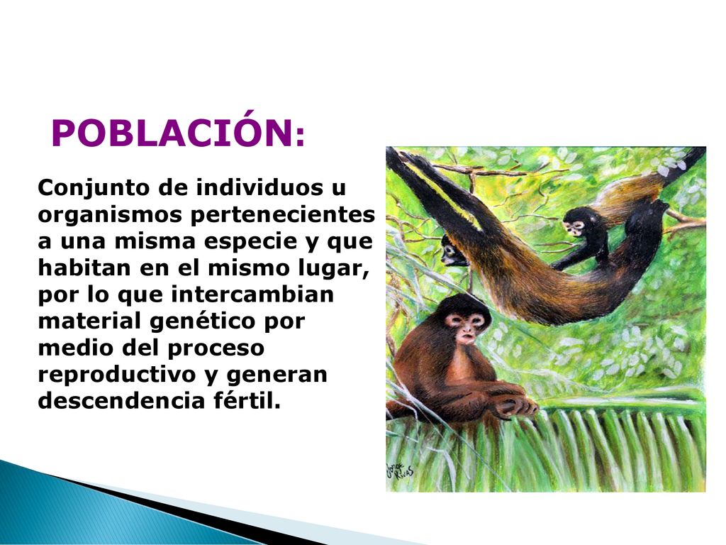 POBLACIÓN: Conjunto de individuos u organismos pertenecientes a una misma especie y que habitan en el mismo lugar,