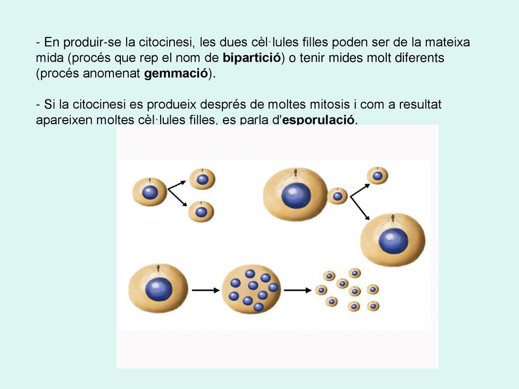 En produir-se la citocinesi, les dues cèl·lules filles poden ser de la mateixa mida (procés que rep el nom de bipartició) o tenir mides molt diferents (procés anomenat gemmació).