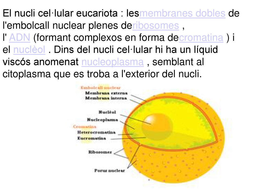El nucli cel·lular eucariota : lesmembranes dobles de l embolcall nuclear plenes deribosomes , l ADN (formant complexos en forma decromatina ) i el nuclèol . Dins del nucli cel·lular hi ha un líquid viscós anomenat nucleoplasma , semblant al citoplasma que es troba a l exterior del nucli.