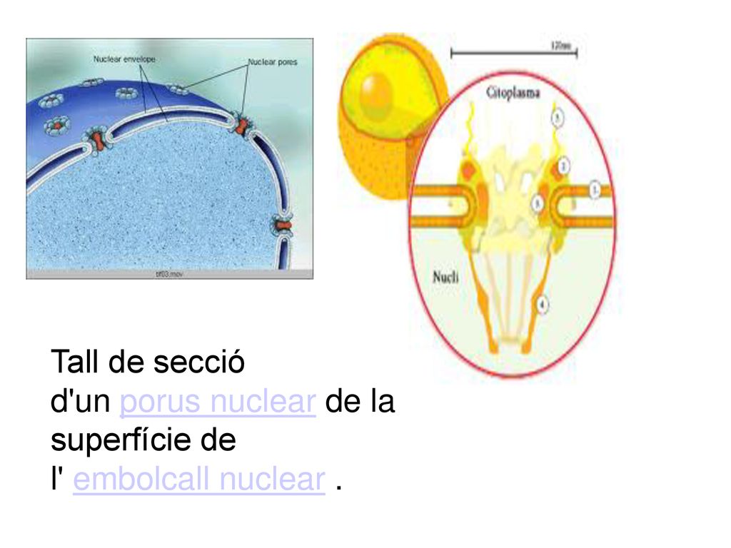 Tall de secció d un porus nuclear de la superfície de l embolcall nuclear .