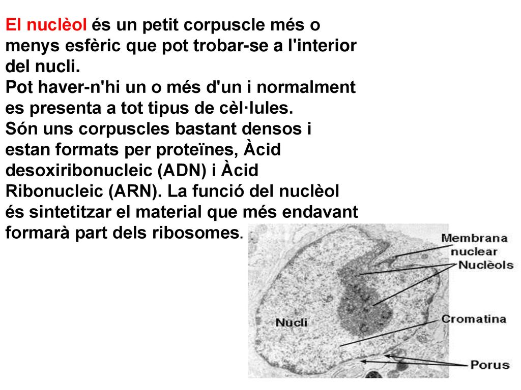 El nuclèol és un petit corpuscle més o menys esfèric que pot trobar-se a l interior del nucli. Pot haver-n hi un o més d un i normalment es presenta a tot tipus de cèl·lules. Són uns corpuscles bastant densos i estan formats per proteïnes, Àcid desoxiribonucleic (ADN) i Àcid Ribonucleic (ARN).