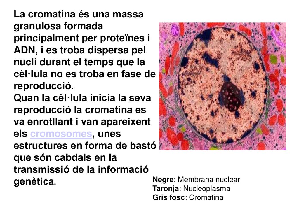 La cromatina és una massa granulosa formada principalment per proteïnes i ADN, i es troba dispersa pel nucli durant el temps que la cèl·lula no es troba en fase de reproducció. Quan la cèl·lula inicia la seva reproducció la cromatina es va enrotllant i van apareixent els cromosomes, unes estructures en forma de bastó que són cabdals en la transmissió de la informació genètica.