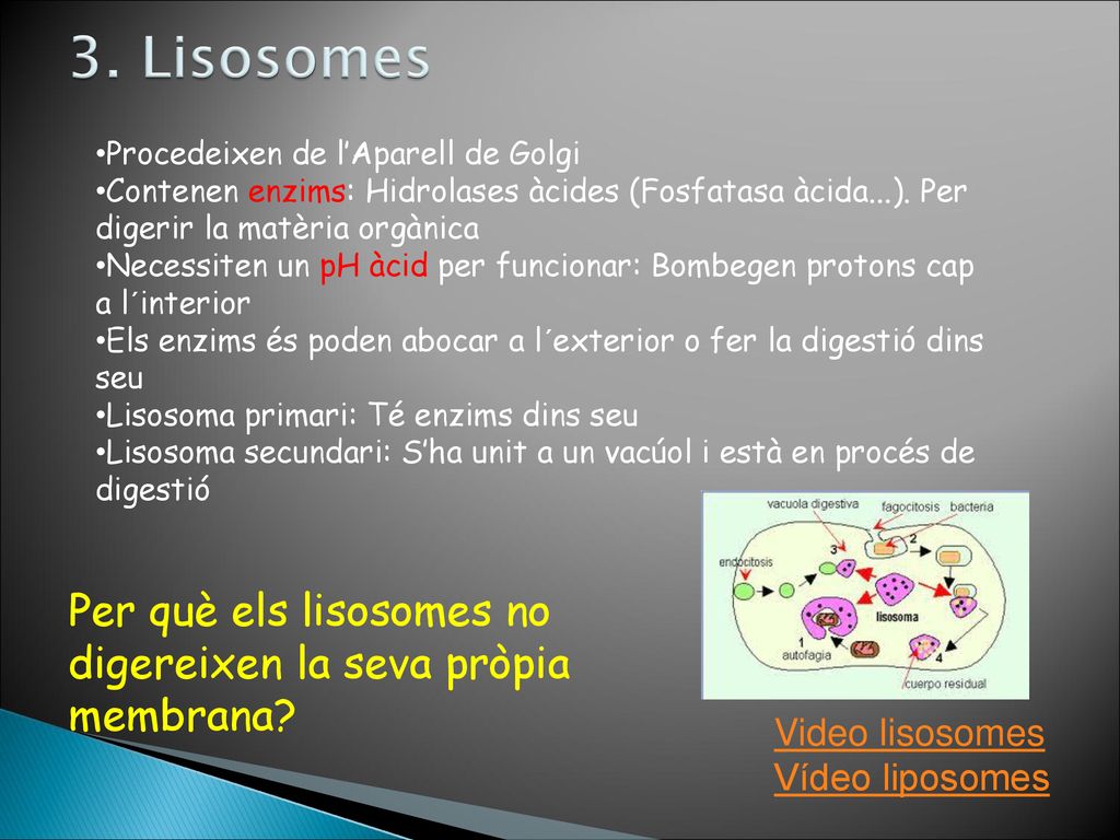 3. Lisosomes Procedeixen de l’Aparell de Golgi. Contenen enzims: Hidrolases àcides (Fosfatasa àcida...). Per digerir la matèria orgànica.