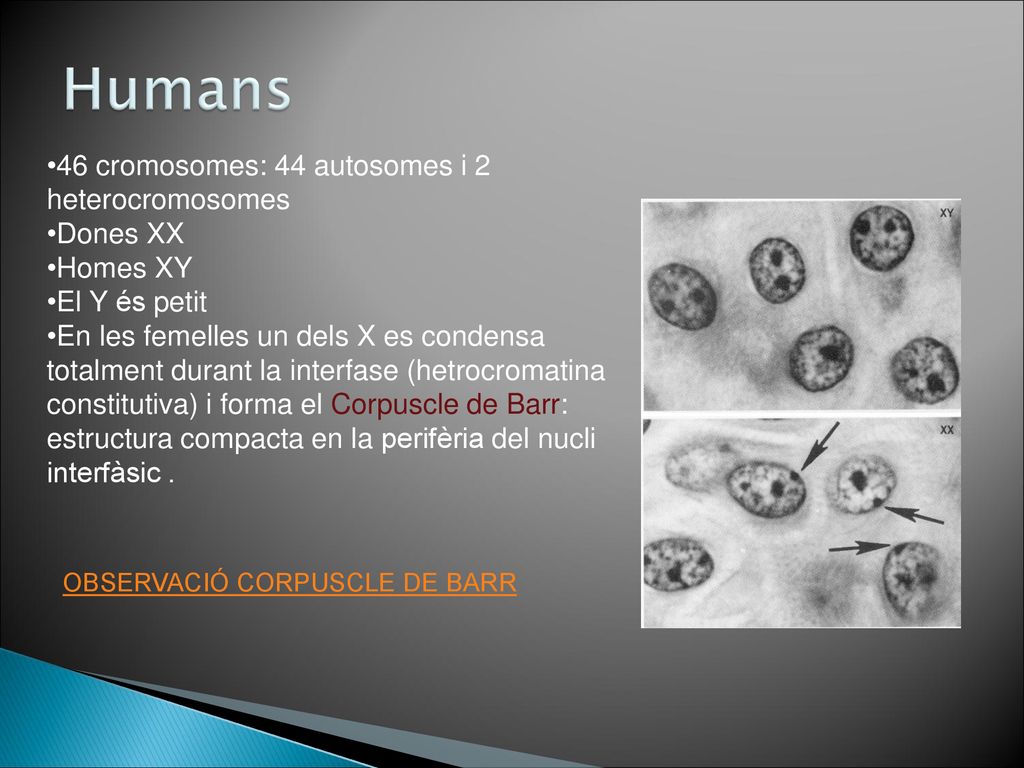 Humans 46 cromosomes: 44 autosomes i 2 heterocromosomes Dones XX