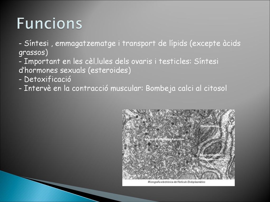 Funcions Síntesi , emmagatzematge i transport de lípids (excepte àcids grassos)