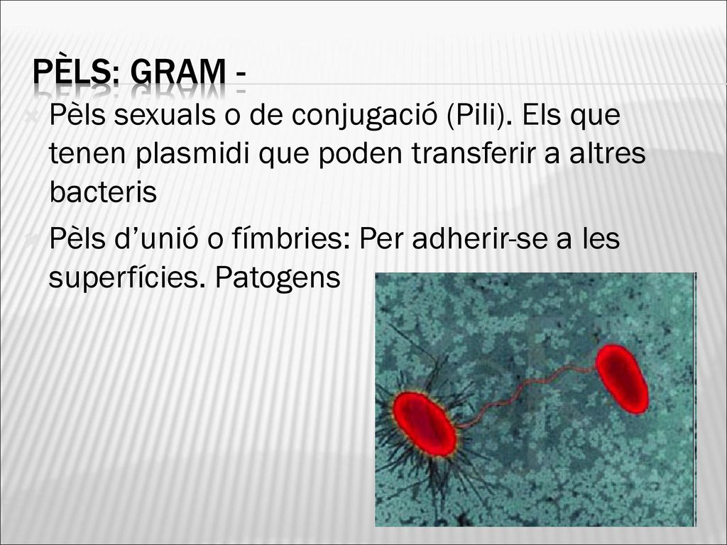 Pèls: Gram - Pèls sexuals o de conjugació (Pili). Els que tenen plasmidi que poden transferir a altres bacteris.