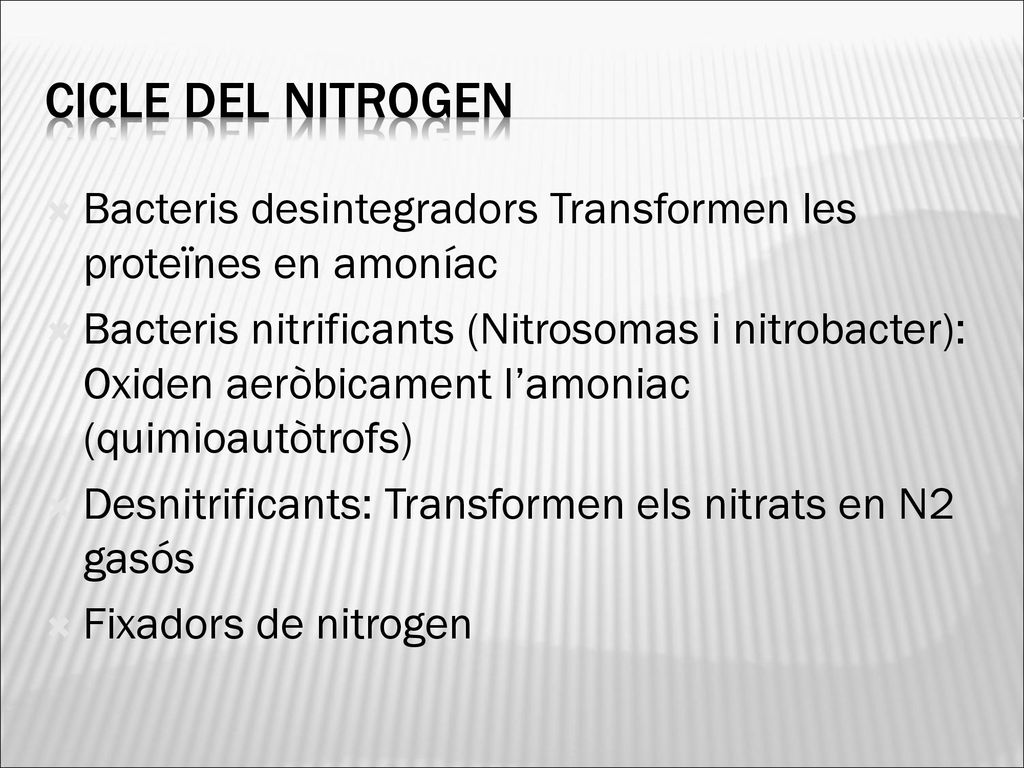 Cicle del nitrogen Bacteris desintegradors Transformen les proteïnes en amoníac.