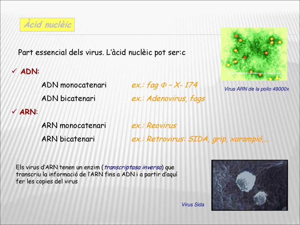 Àcid nuclèic Part essencial dels virus. L’àcid nuclèic pot ser:c ADN: