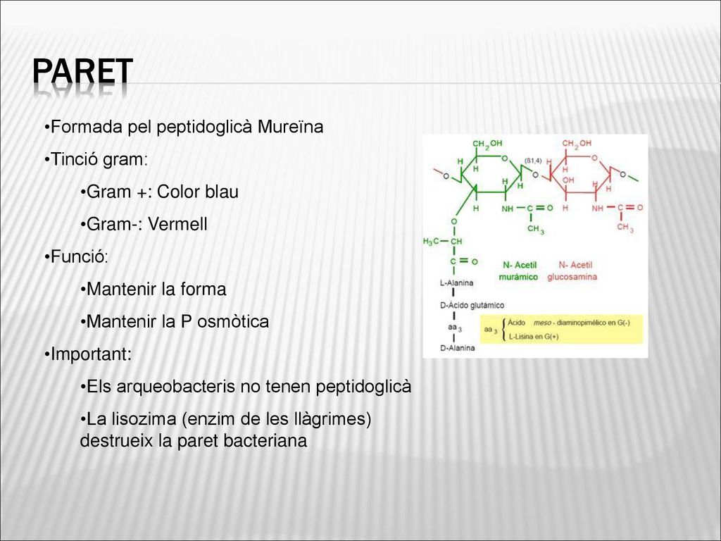 paret Formada pel peptidoglicà Mureïna Tinció gram: Gram +: Color blau