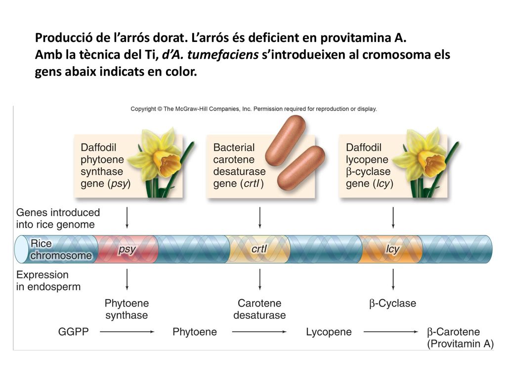 Producció de l’arrós dorat. L’arrós és deficient en provitamina A.