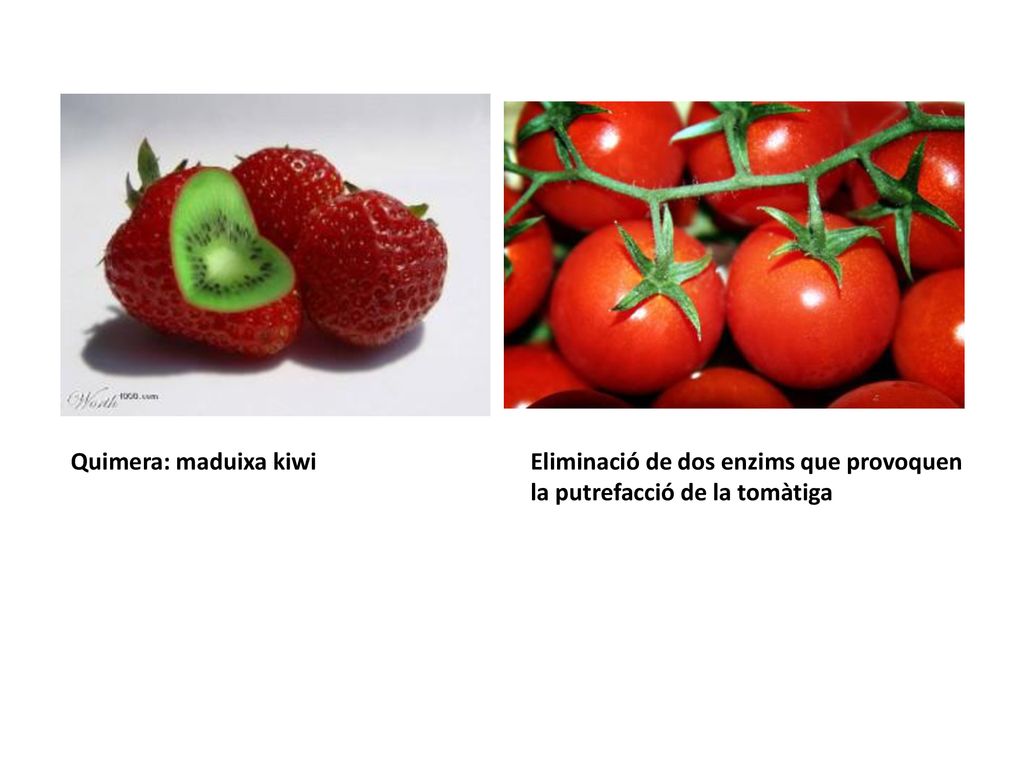 Quimera: maduixa kiwi Eliminació de dos enzims que provoquen la putrefacció de la tomàtiga