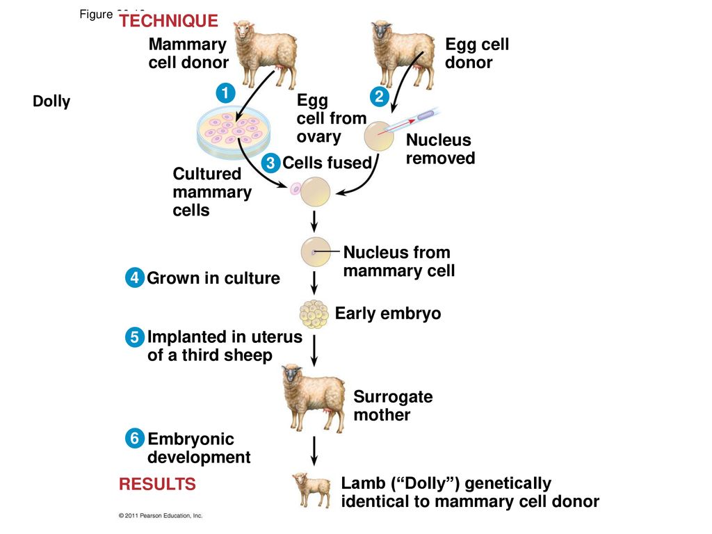 Dolly TECHNIQUE Mammary cell donor Egg cell donor Egg cell from ovary