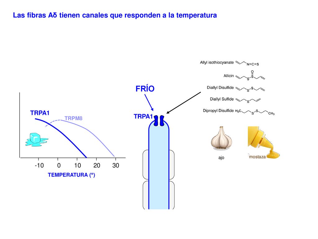 FRÍO Las fibras Aδ tienen canales que responden a la temperatura -10
