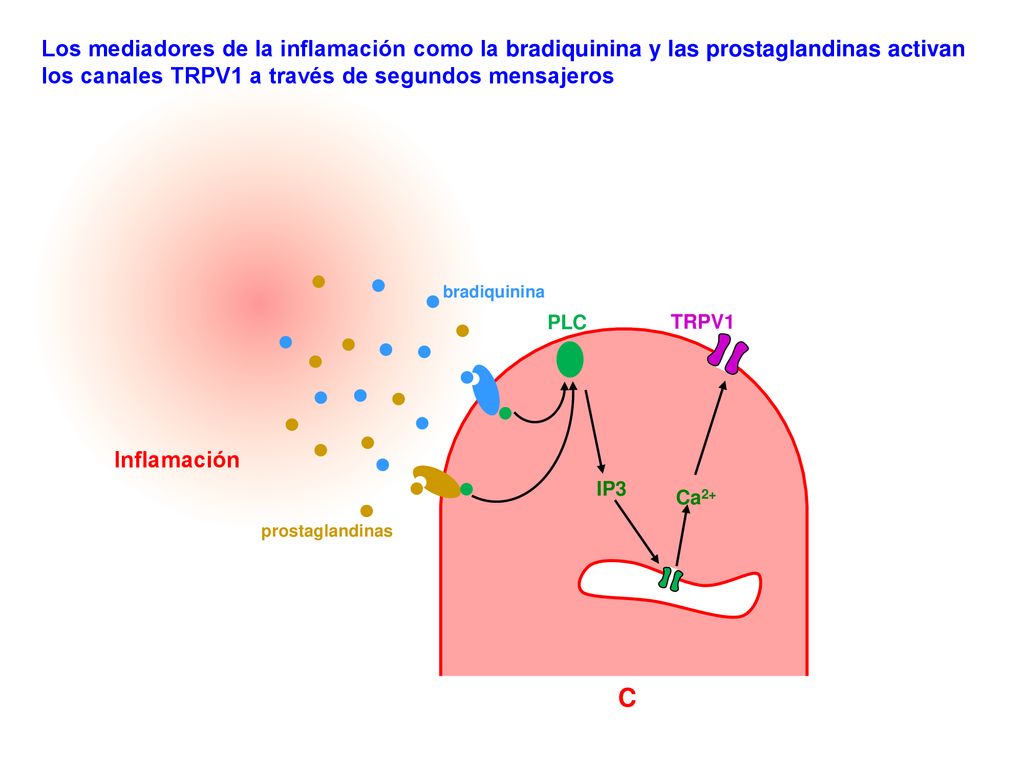 Los mediadores de la inflamación como la bradiquinina y las prostaglandinas activan los canales TRPV1 a través de segundos mensajeros