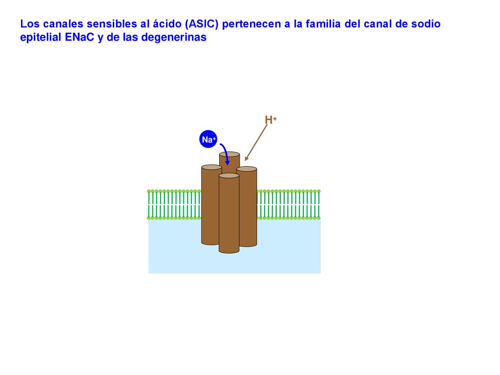 Los canales sensibles al ácido (ASIC) pertenecen a la familia del canal de sodio epitelial ENaC y de las degenerinas