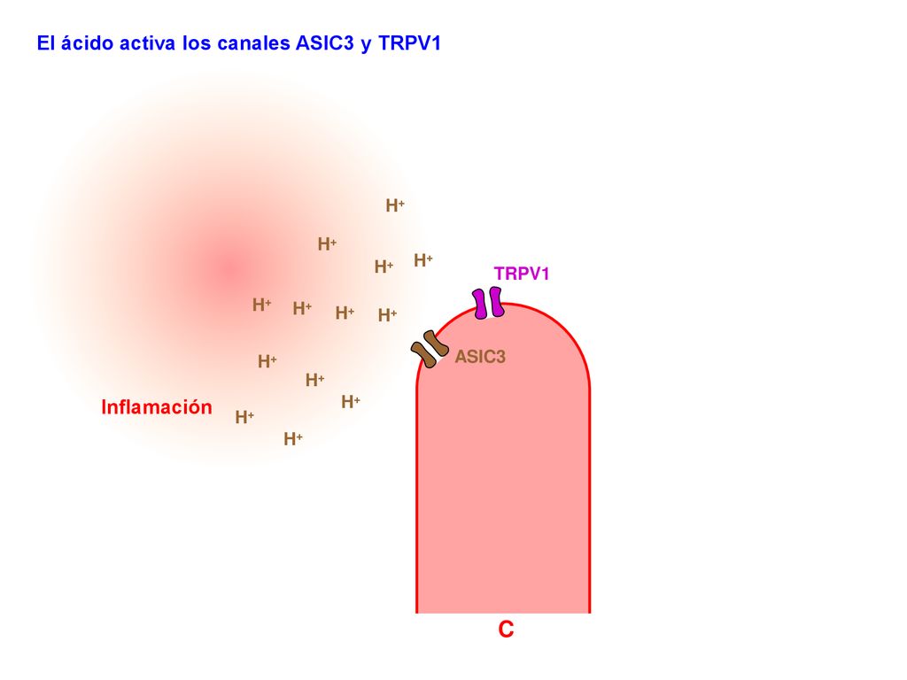 C El ácido activa los canales ASIC3 y TRPV1 Inflamación H+ H+ H+ H+