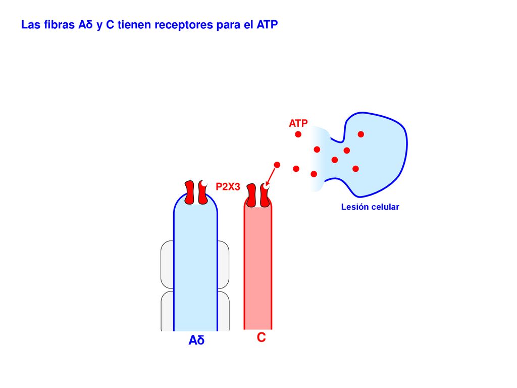 C Aδ Las fibras Aδ y C tienen receptores para el ATP ATP P2X3