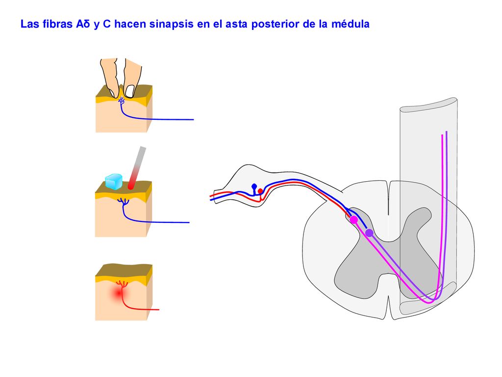Las fibras Aδ y C hacen sinapsis en el asta posterior de la médula