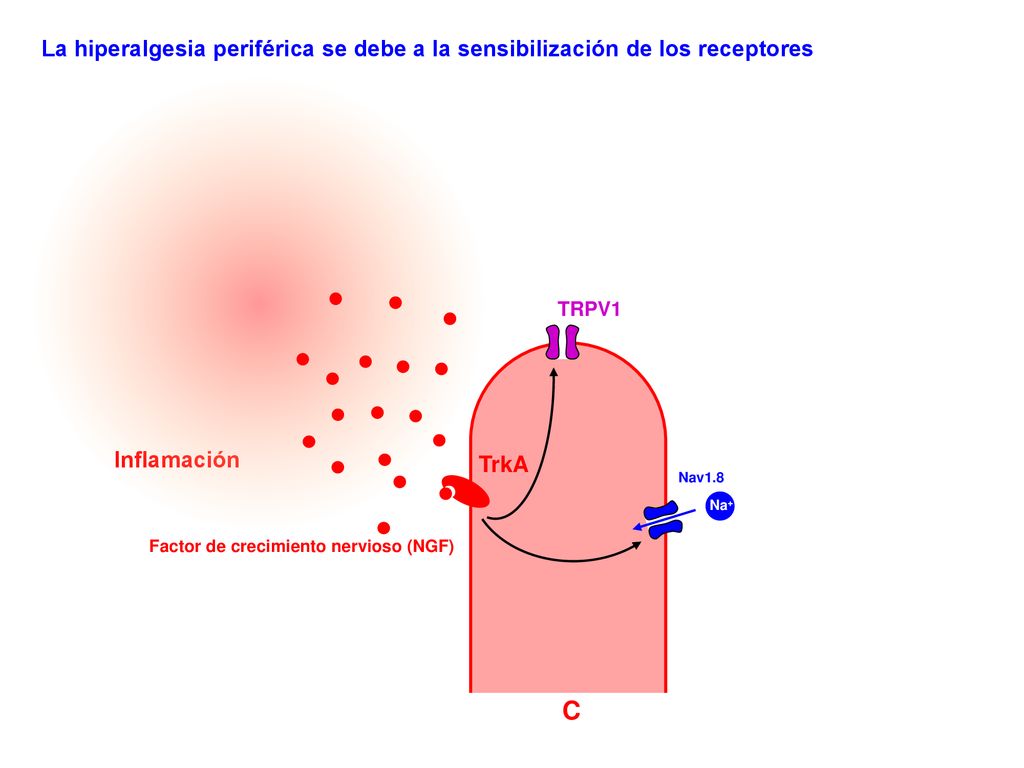 La hiperalgesia periférica se debe a la sensibilización de los receptores