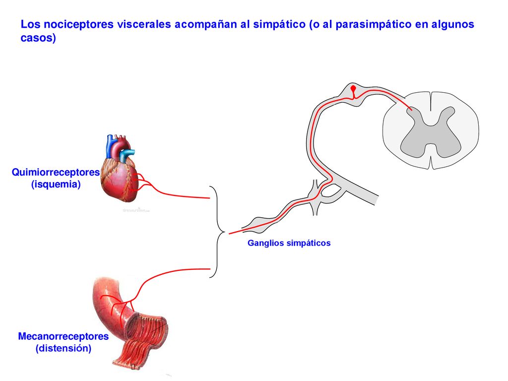 Los nociceptores viscerales acompañan al simpático (o al parasimpático en algunos casos)