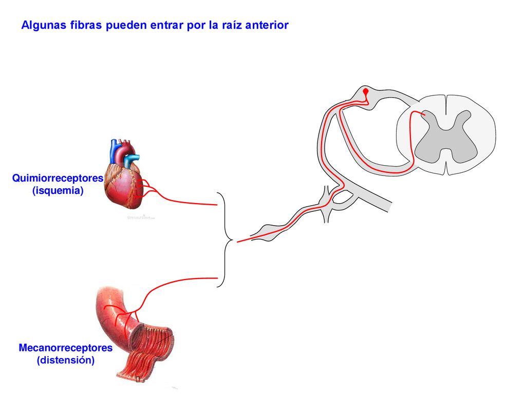 Algunas fibras pueden entrar por la raíz anterior