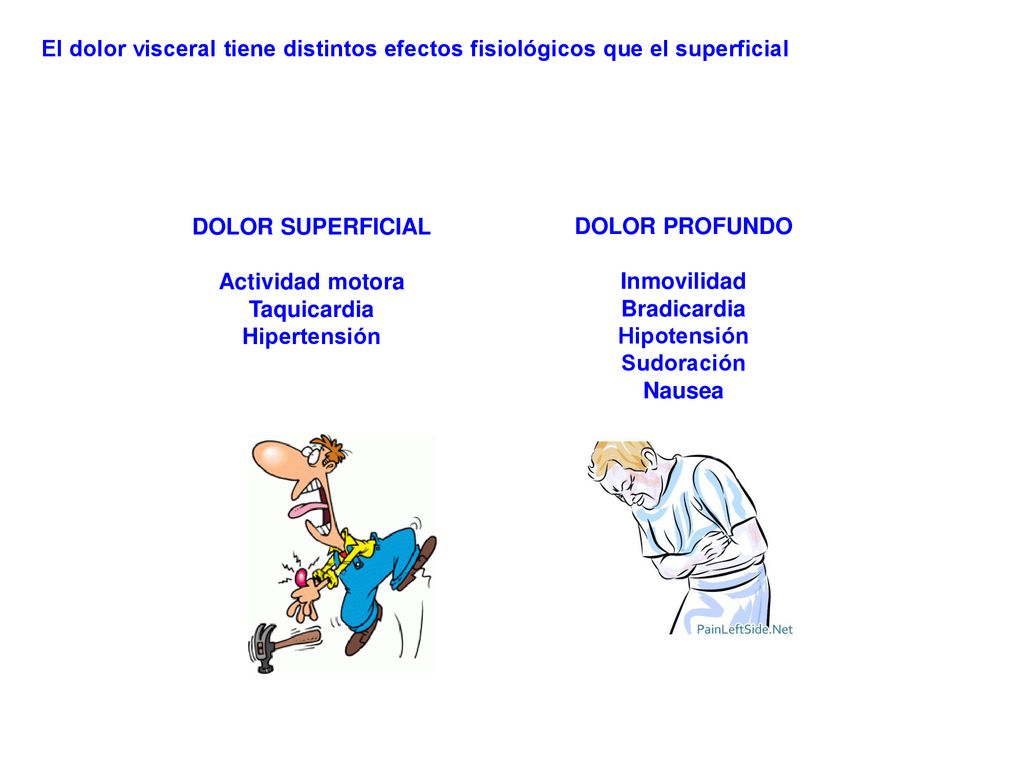 El dolor visceral tiene distintos efectos fisiológicos que el superficial