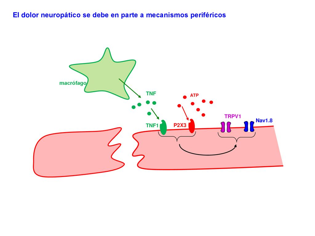 El dolor neuropático se debe en parte a mecanismos periféricos