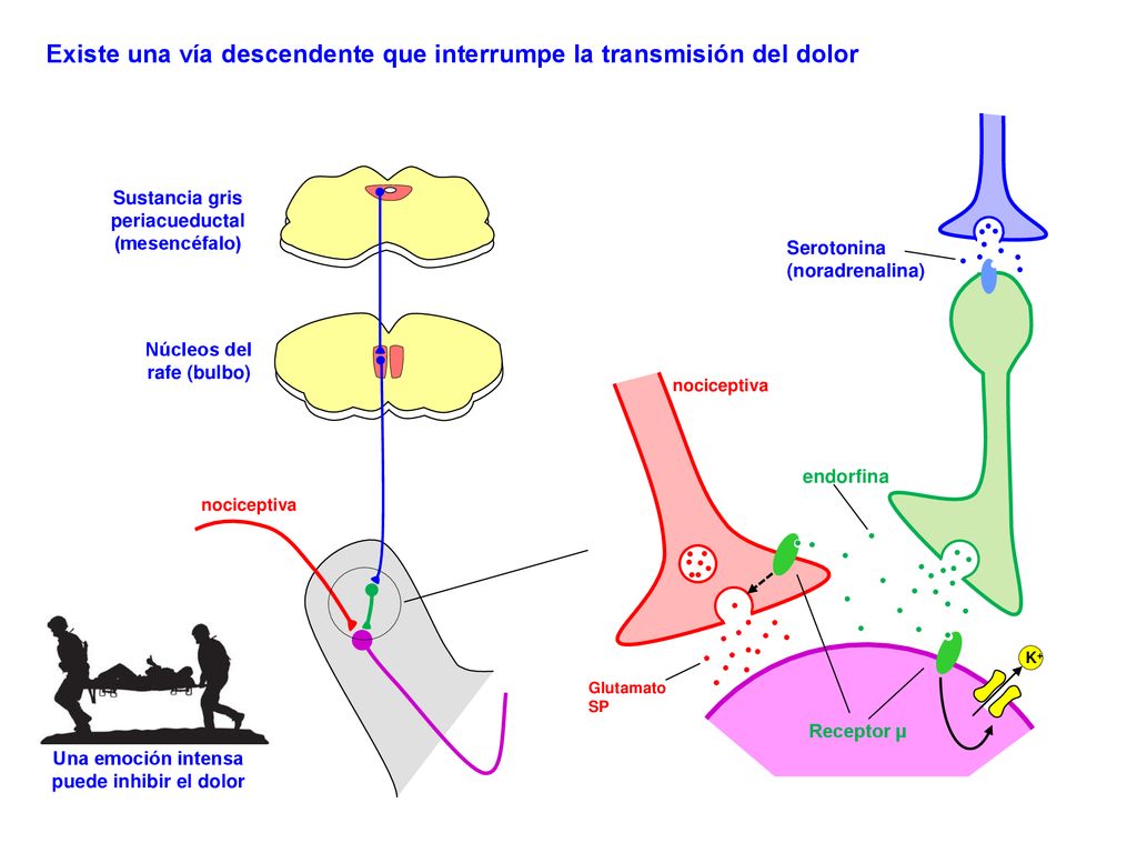 Existe una vía descendente que interrumpe la transmisión del dolor
