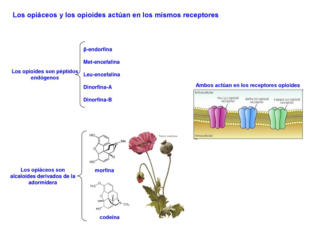 Los opiáceos y los opioides actúan en los mismos receptores
