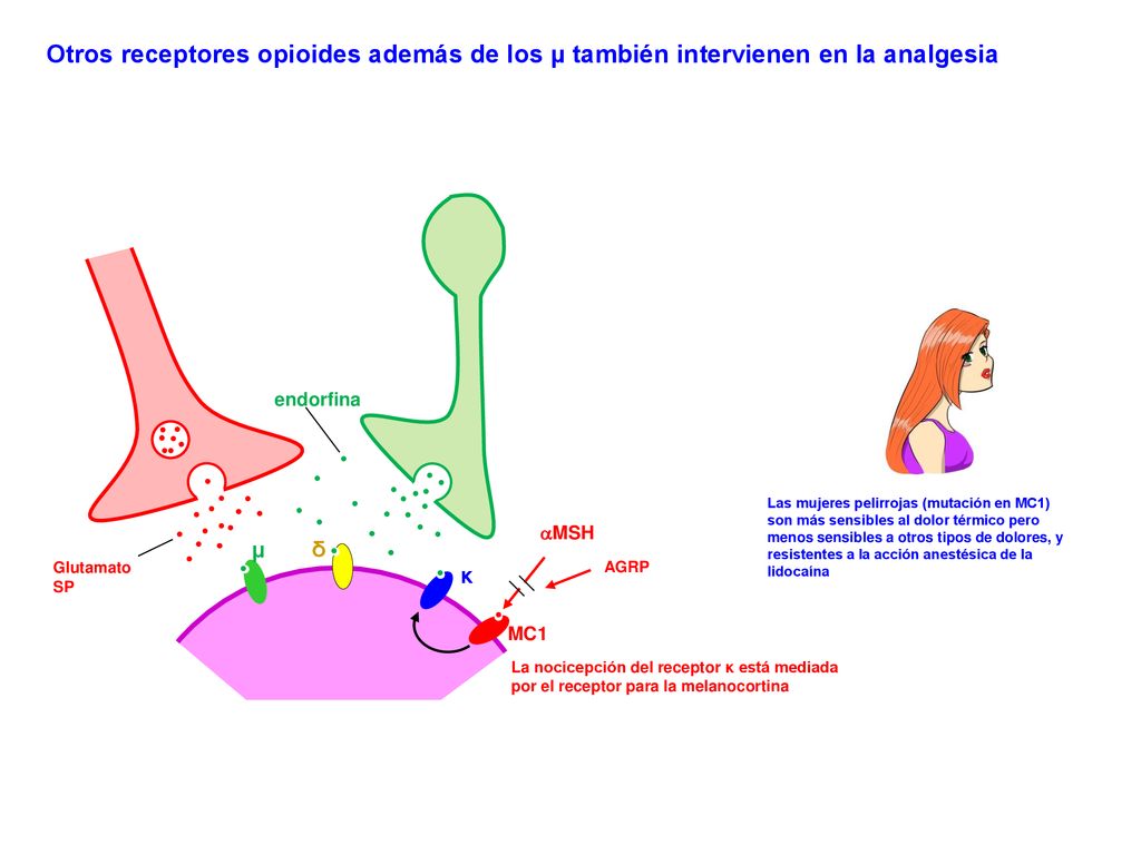 Otros receptores opioides además de los µ también intervienen en la analgesia